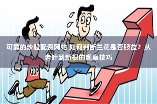 可靠的炒股配资网站 如何判断兰花是否服盆？从老叶到新根的观察技巧