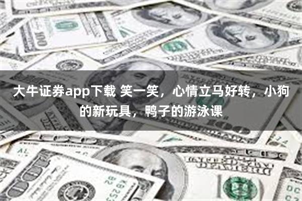 大牛证券app下载 笑一笑，心情立马好转，小狗的新玩具，鸭子的游泳课